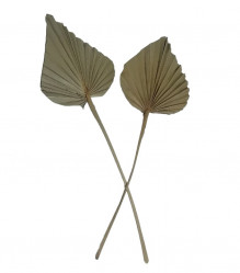 Bohemian Stem Dried Palm Spears Leaves - Natural 2 Piece